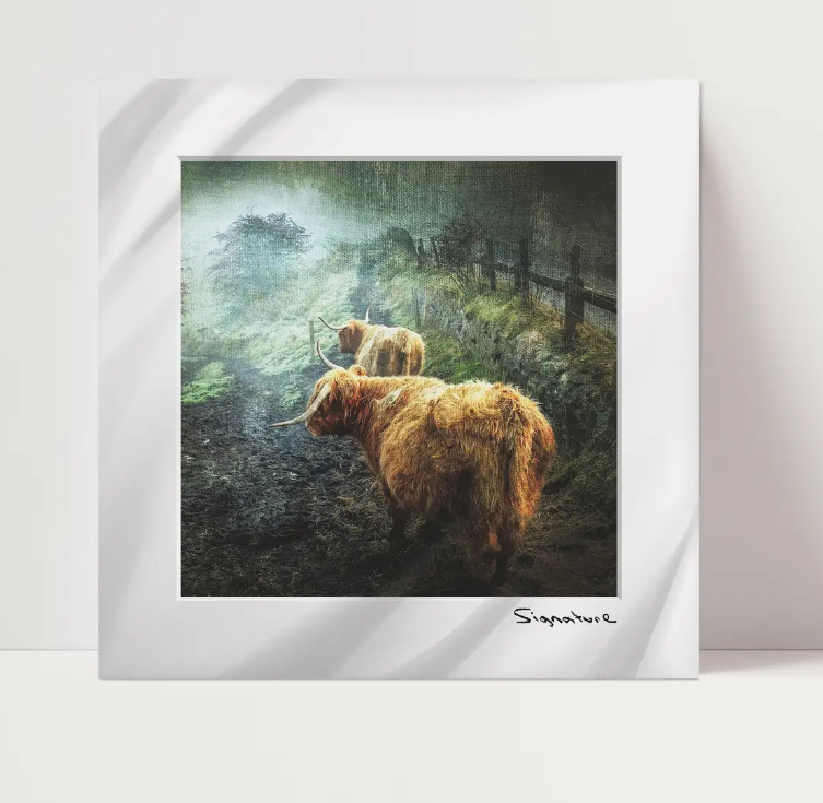 Highland Cow Stroll Square Print 10x10in