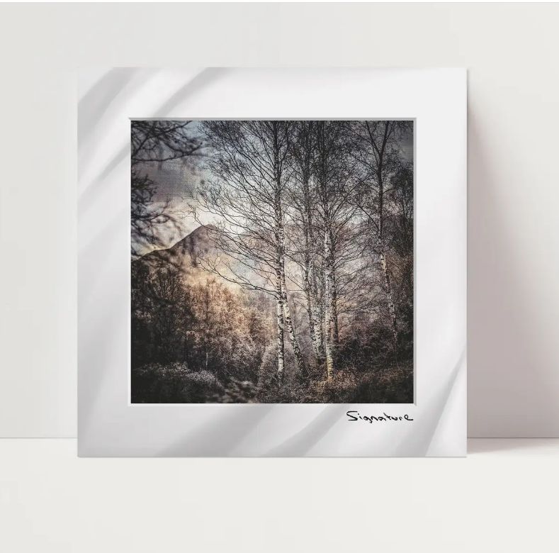 Ben A'an Birches Square Print 10x10in