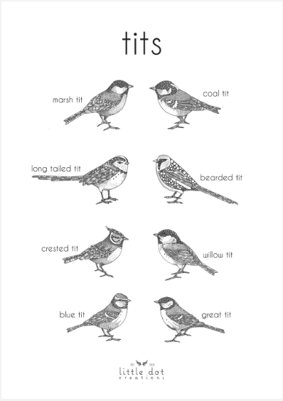 Tits/Bird A3 Print - LittleDot