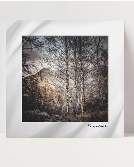 Ben A'an Birches Square Print 10x10in