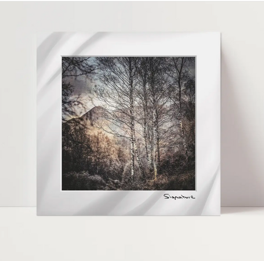 Ben A'an Birches Square Print 10x10in