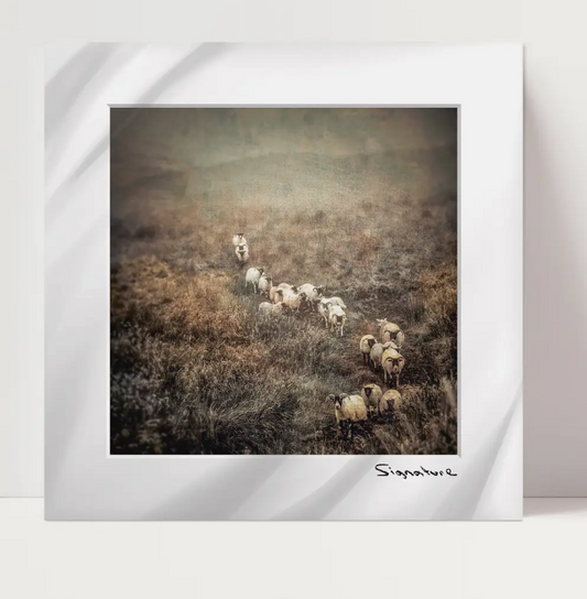 Downhill Sheep Square Print 10x10in