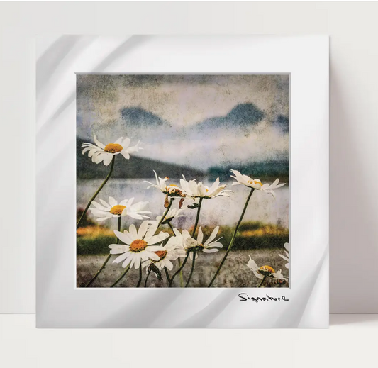 Daisies Square Print 10x10in