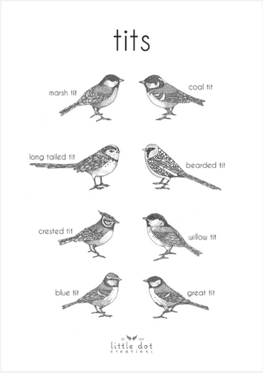 Tits/Bird A3 Print - LittleDot
