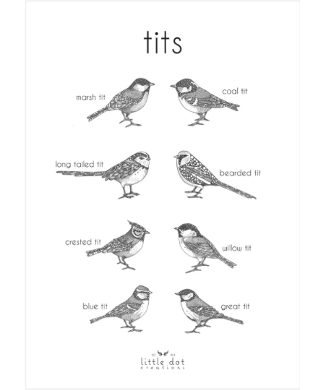 Tits/Bird A3 Print - LittleDot