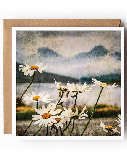 Loch Arklet Daisies