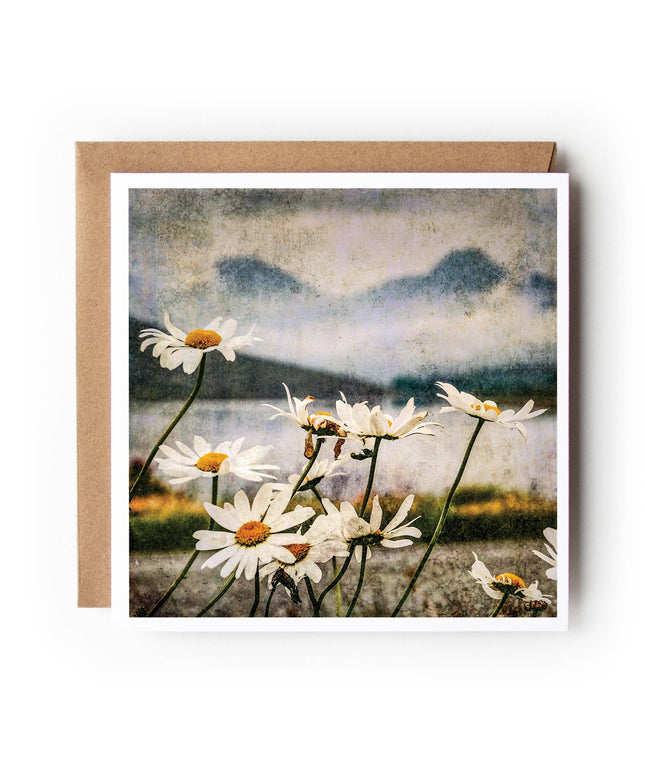 Loch Arklet Daisies